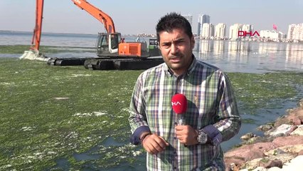 İzmir Denizin Üzeri Marulla Kaplandı