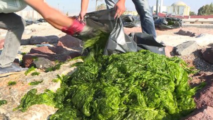 Körfez'de 'deniz marulu' yoğunluğu - İZMİR