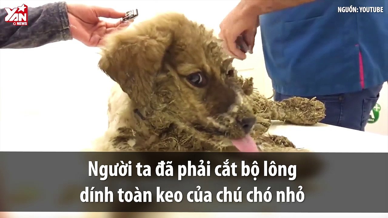 Save da "Boss": Cái kết đẹp của chú chó mất cả bộ lông lẫn thính giác sau trò nghịch dại của trẻ con