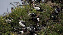 Heronry of Open bill Storks - India