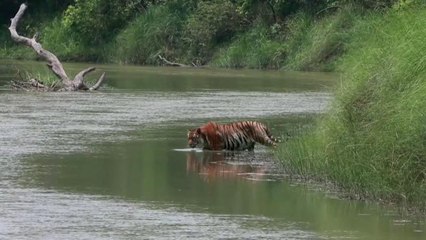 شاهد: نيبال تنجح في مضاعفة عدد النمور التي كادت أن تنقرض