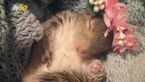 This Adorable Pet Squirrel Is Nuts for Her Pampered Life of Spa Treatments, Avocado Dinners and TV