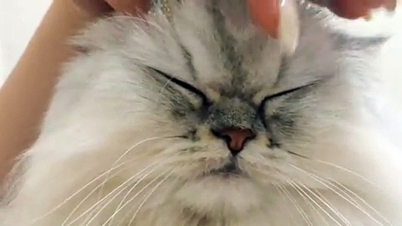 Cat's muzzle