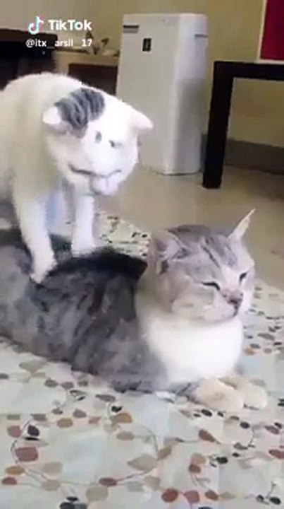 Brilliant cats