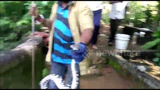Experts baffled by mystery species of snake found in Indian village