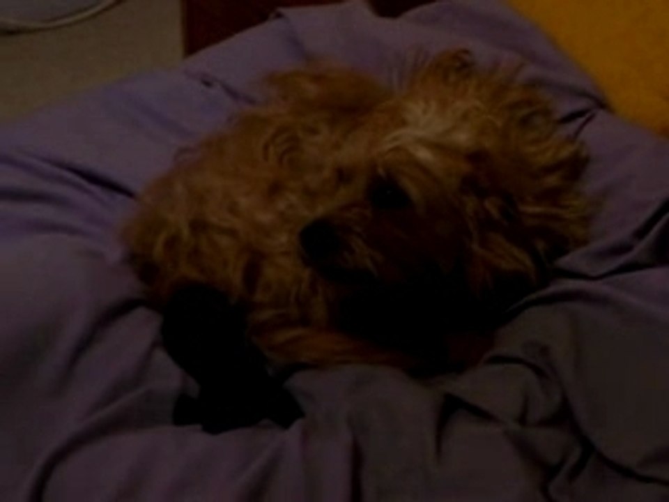 Chien fétichiste et pas content