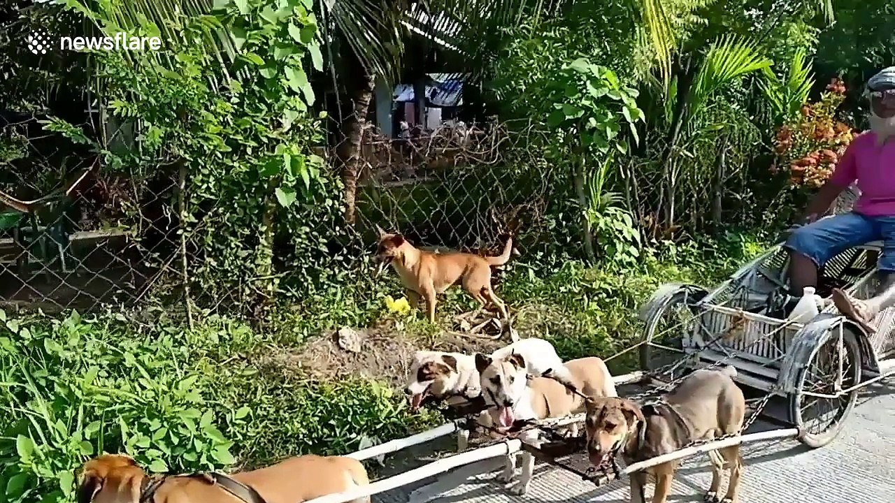 Pensioner has his dogs pull him around in bamboo sleigh after walking becomes too hard