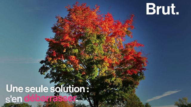 Pourquoi les feuilles tombent en automne ?