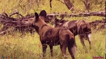 Wild dog kills baby buffalo although mother buffalo has tried hard save it - Lion,Leopard,Wildebeest