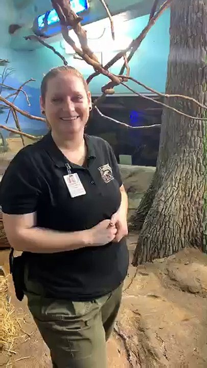Checking in with baby aardvark Winsol and his mom Ali