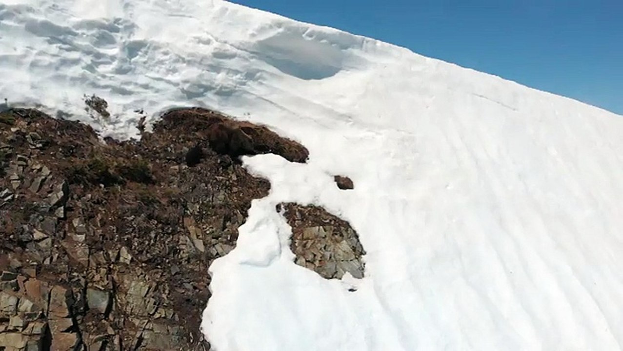 Un ourson glisse sur la neige sur cet flan de montagne et n'arrive pas à rejoindre sa maman