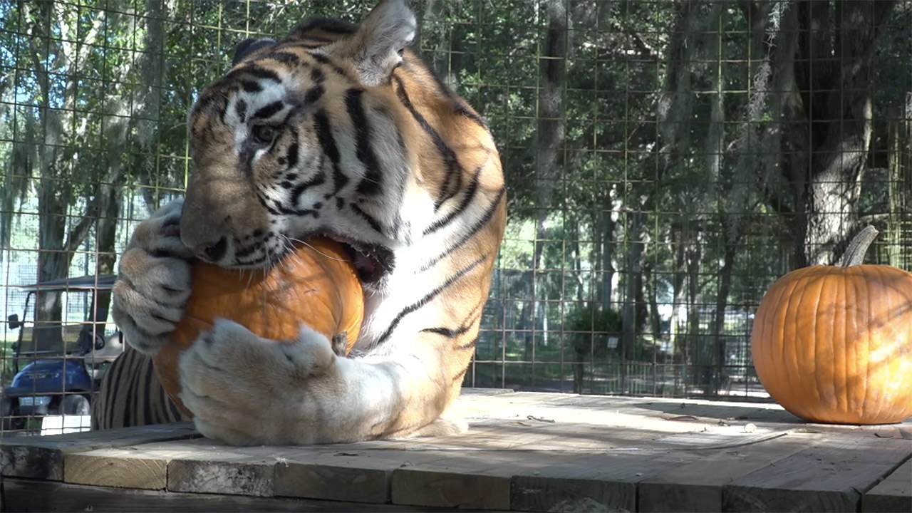 BIG Cats VS Pumpkins