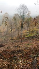 Hunter Catches Buck on Camera