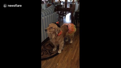 Unimpressed dog in costume gives owner silent treatment