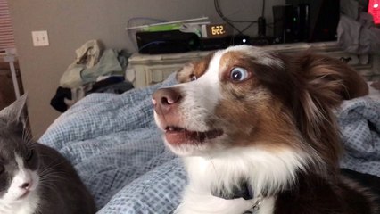 Dog is Terrified of Cat