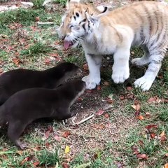Two Otters and a Baby Tiger