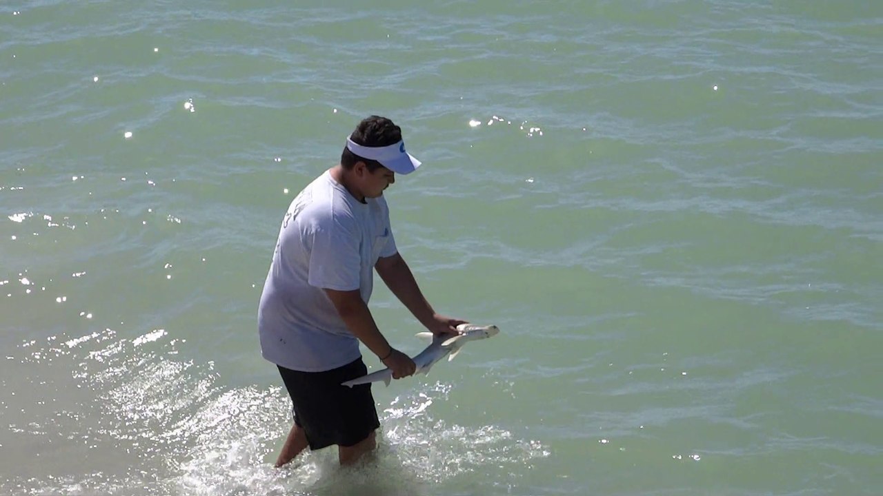 Un pêcheur attrape un requin marteau puis le relâche  au pied du ponton de Naples Pier.