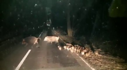 Une famille de sanglier traverse la route - Sardaigne