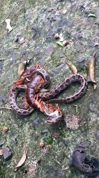 Terrible combat entre un serpent et un mille-pattes géant