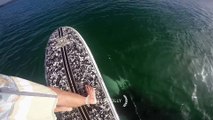 Quand une orque passe sous un paddle boardeur... Magique