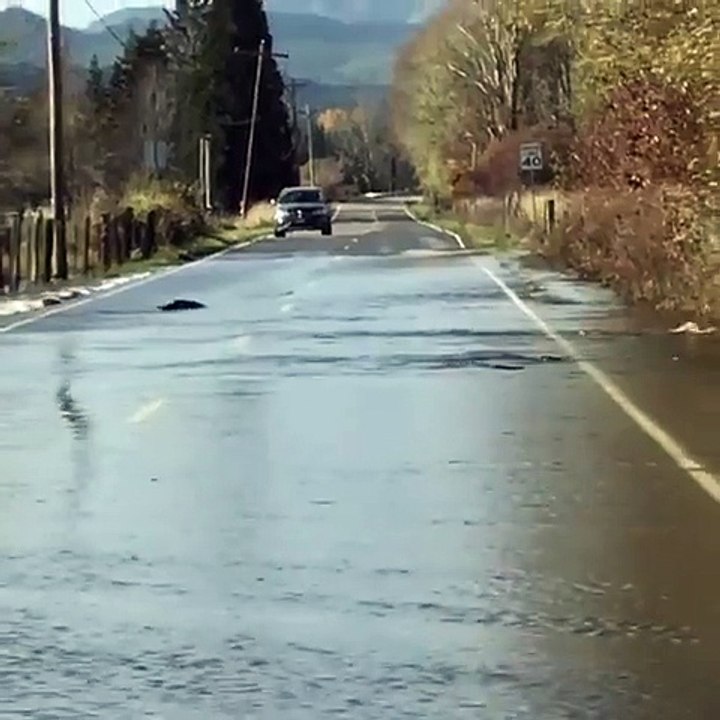 Des saumons traversent la route pendant l'inondation de la Skokomish River