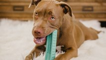 Someone invented a DIY toothbrush for dogs