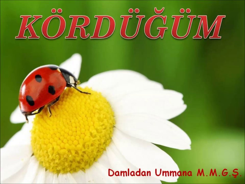 Kördüğüm Mustafa Murat Güngör Şiir Dinletileri