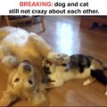 Hey major props to these furbabies for at least TRYING to get along while the hoomans are watching.Check out more cute pets on Waggle's app: