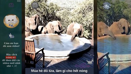 2. Cute pet - Ăn uống cũng thấy cưng, trời nóng làm gì cho mát