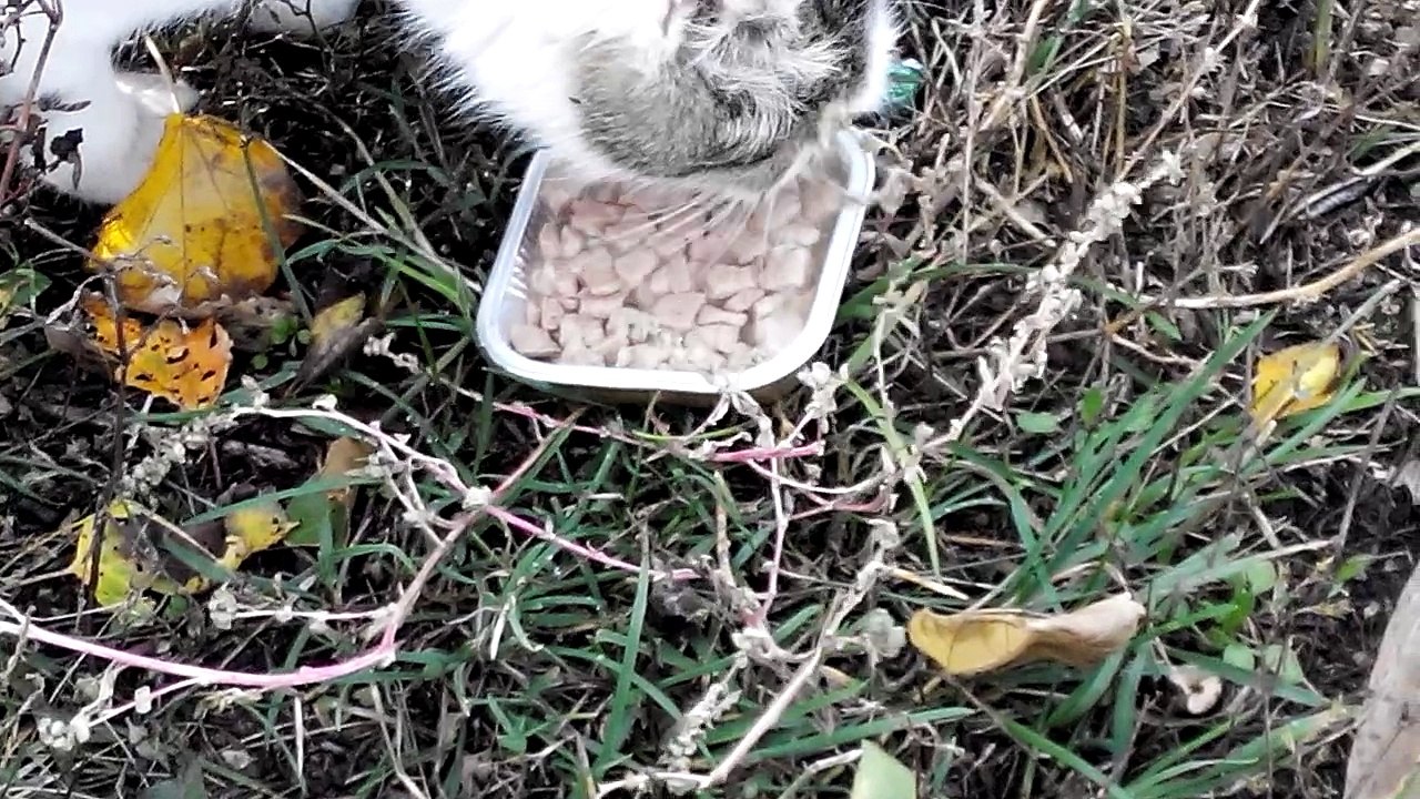 Hungry cat living near the store. Good weather. From pleasure cat purrs [Cat life on the street].