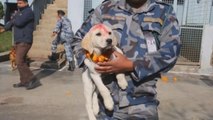 Nepal adora a los perros con guirnaldas y comida en la fiesta hindú de Tihar