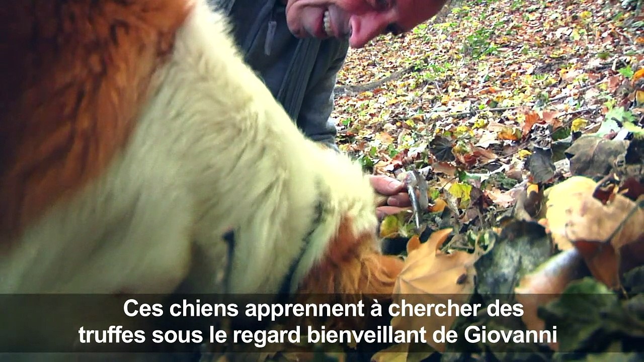 En Italie, les chiens truffiers ont leur propre "université"