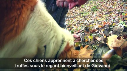 En Italie, les chiens truffiers ont leur propre "université"