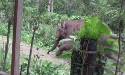 Kawanan Gajah Liar Masuk Pemukiman Warga di Aceh