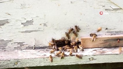 Prof. Dr. Ahmet Güler: "Arı Irklarımız Tehlike Altında"