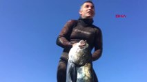Zıpkınla 40 Kiloluk Liça Balığı Avladı