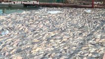 Mistério no Iraque: milhares de peixes mortos no rio Eufrates