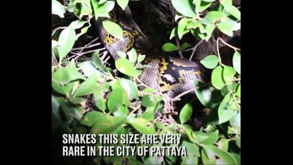 Hidden Pythons Will Give You Nightmares