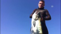 Zıpkınla 40 kiloluk liça balığı yakaladı - MUĞLA