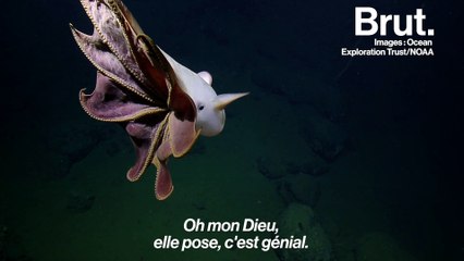 Rare apparition d'une "pieuvre Dumbo" au large de la Californie