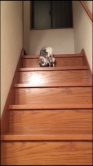 Lazy Cat Slides down Staircase