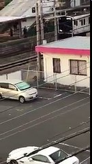 Un sanglier attaque un piéton (Japon)