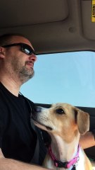 Fart Spray Makes for a Stinky Drive