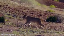 Une lionne tente darrêter une girafe