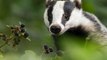 BBC Radio Cornwall - Julie Skentelbery & James Churchfield 7Nov18 - Dominic Dyer discusses the badger cull