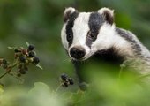 BBC Radio Cornwall - Julie Skentelbery & James Churchfield 7Nov18 - Dominic Dyer discusses the badger cull