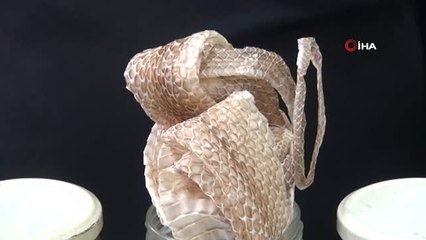 Yılan Derisiyle Gelen Şifa İlgi Görüyor