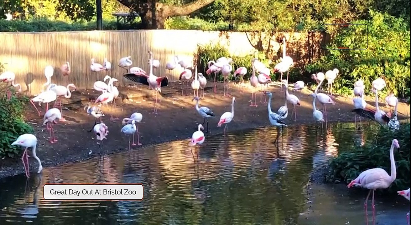 Bristol Zoo Gardens!