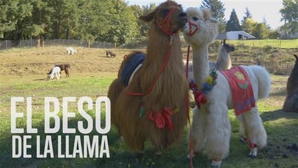 Terapia Animal: Consigue un poco de amor de llama