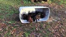 Des chiots découvrent l'herbe pour la première fois et leur réaction est vraiment trop mignonne…